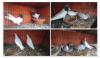 Pigeon-খাঁচা+ কবুতর ১২০০/-